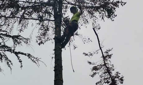 Abattage par démontage d'un sapin dangereux pour particulier à Lagnieu