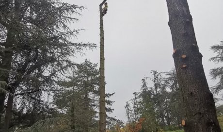 Abattage par démontage de sapins dangereux pour particulier à Bourg en Bresse