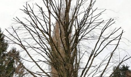 Taille d'un érable chez un particulier  à Montalieu 