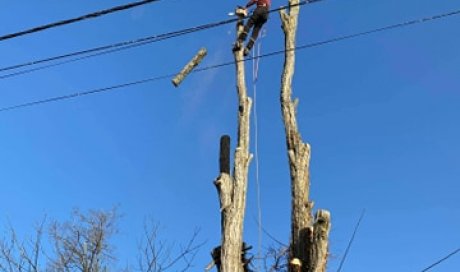 Abattage par démontage d'acacias en bord de route et de lignes électriques chez particulier à Dolomieu