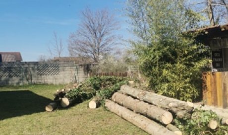 Abattage de plusieurs sapins chez particulier à Lagnieu 