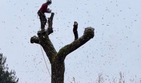 Taille de réduction d'un saule pleureur à chez un particulier à Meximieux 