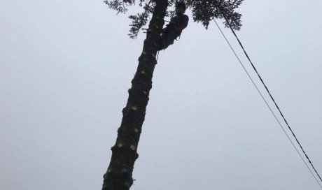 Abattage par démontage de plusieurs sapins au dessus de fils électriques et une clôture chez un particulier sur la commune d'Ambérieu en Bugey