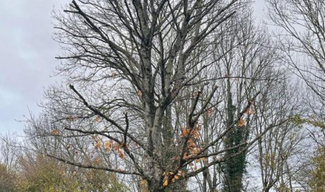 Taille de réduction d’un érable chez particulier sur la commune Leyment (01)