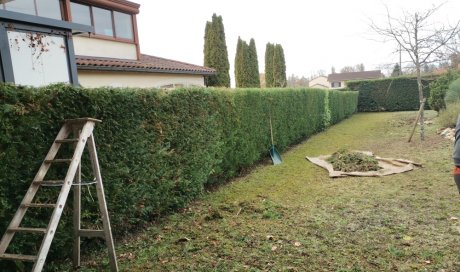 Travaux de taille de haie sur Meximieux