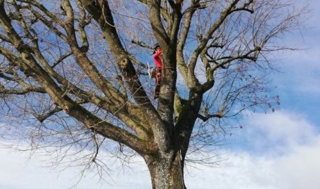 Taille ou abattage d'un arbre difficile pour particulier à Ambérieu-en-Bugey