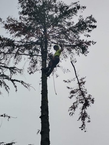 Abattage par démontage d'un sapin dangereux pour particulier à Lagnieu