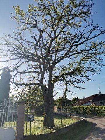 Abattage par démontage d'un acacia avec rognage de la souche chez particulier à Saint Denis en Bugey