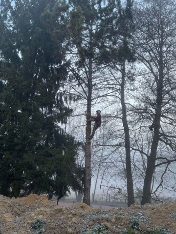 Abattage par démontage d'un pin chez un particulier sur la commune de Lagnieu