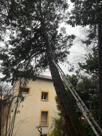 Abattage par démontage d'un cèdre menaçant la toiture d'une habitation chez un particulier à Ambérieu en Bugey