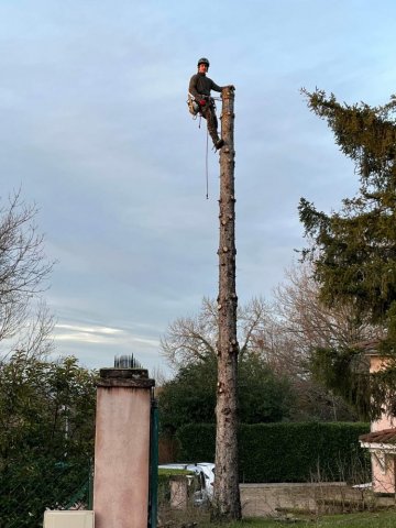 abattage par démontage d'un sapin chez un particulier à Ambérieu en Bugey 