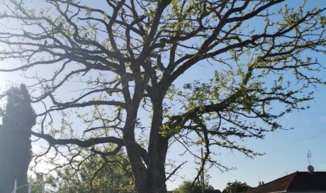 Abattage par démontage d'un acacia avec rognage de la souche chez particulier à Saint Denis en Bugey