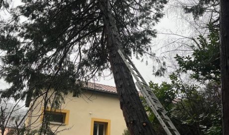 Abattage par démontage d'un cèdre menaçant la toiture d'une habitation chez un particulier à Ambérieu en Bugey