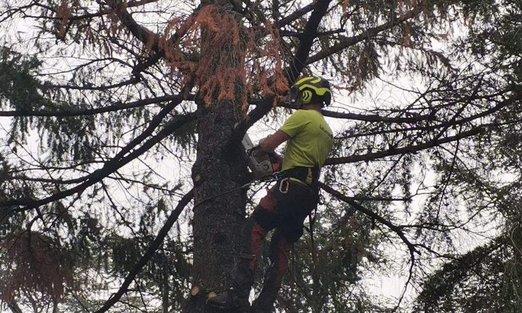 Abattage par démontage de sapins dangereux à Lagnieu