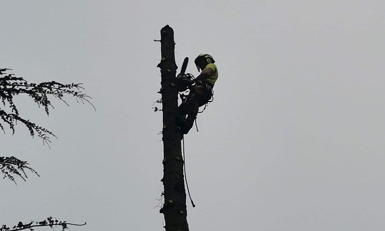 Abattage par démontage de sapins dangereux à Lagnieu