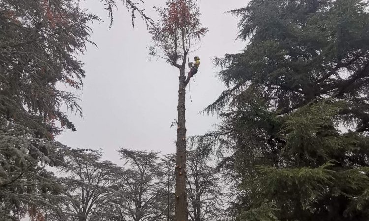 Abattage par démontage de sapins dangereux à Lagnieu