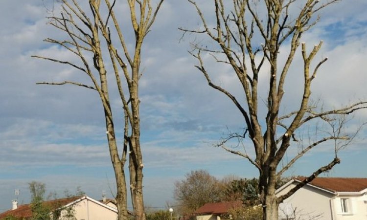 Taille de réduction de frênes chez particulier à Ambronay  (après)