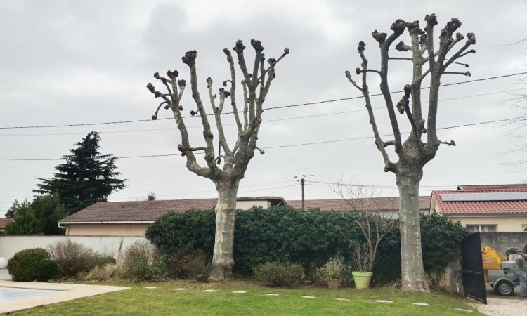 Taille de réduction de platanes chez particulier à Ambérieu-en-Bugey (après)