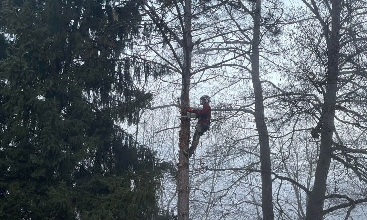 Abattage par démontage d'un pin chez un particulier sur la commune de Lagnieu