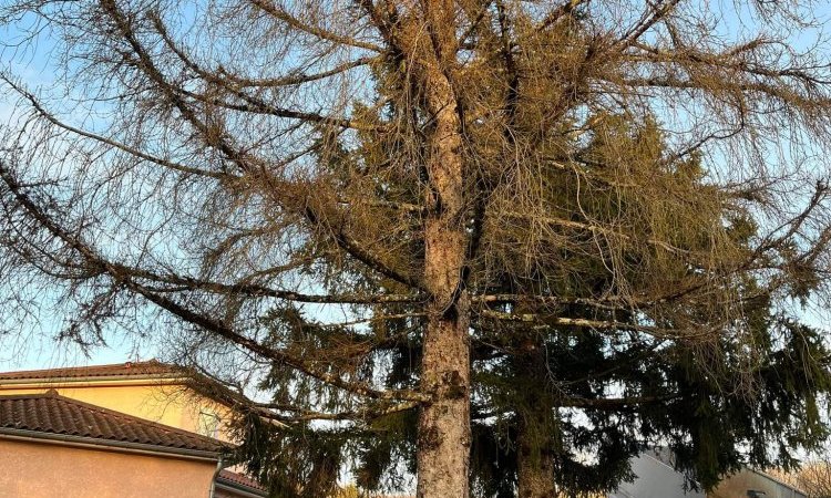 abattage par démontage d'un sapin chez un particulier à Ambérieu en Bugey  (avant)