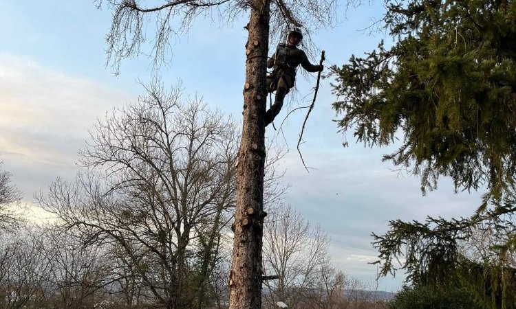 abattage par démontage d'un sapin chez un particulier à Ambérieu en Bugey (pendant)