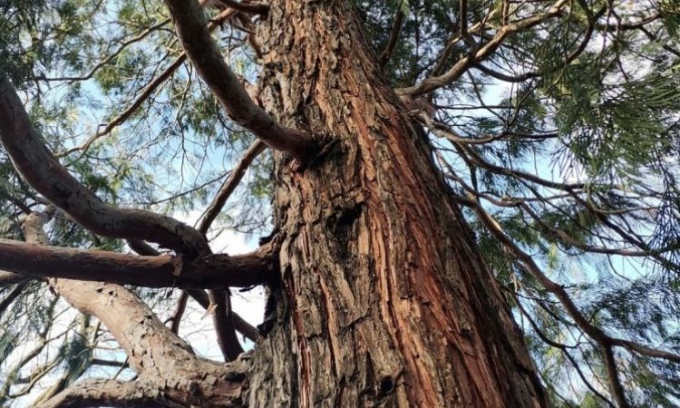 Entretien du bois mort et mise en sécurité d'un séquoia géant chez particulier à Lyon