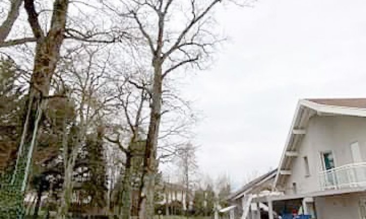 Taille latérale d'un chêne au dessus d'un toit chez particulier à Ambérieu en Bugey
