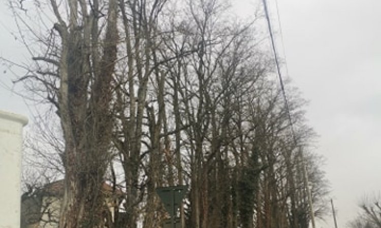 Abattage par démontage d'acacias en bord de route et de ligne électrique chez particulier à Dolomieu (AVANT)