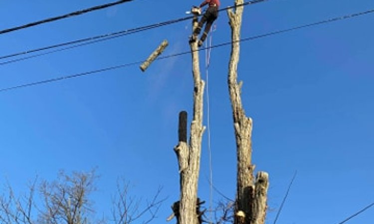 Abattage par démontage d'acacias en bord de route et de ligne électrique chez particulier à Dolomieu  (PENDANT)