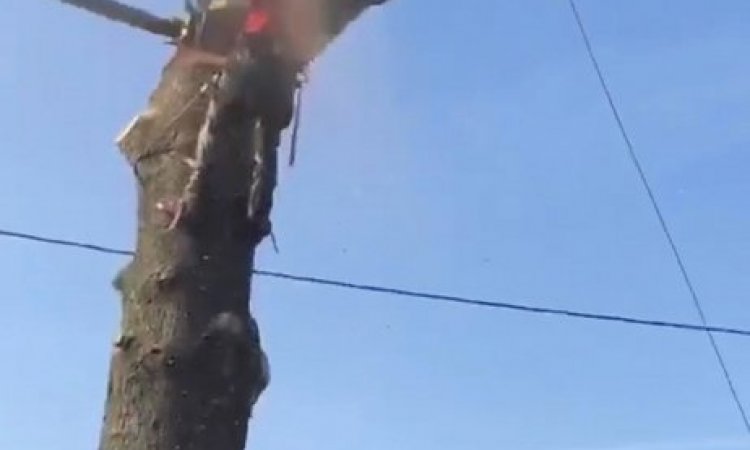 Élagage d'arbre Ambérieu-en-Bugey