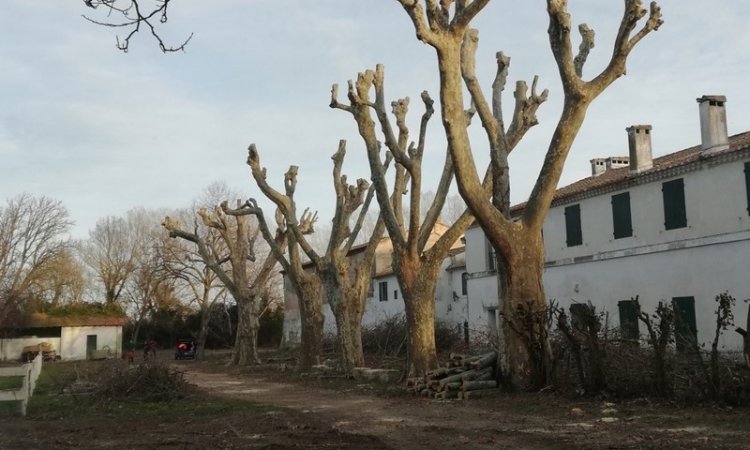 Élagage d'arbre Ambérieu-en-Bugey