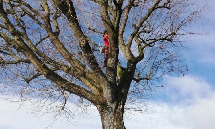 Élagage d'arbre Ambérieu-en-Bugey