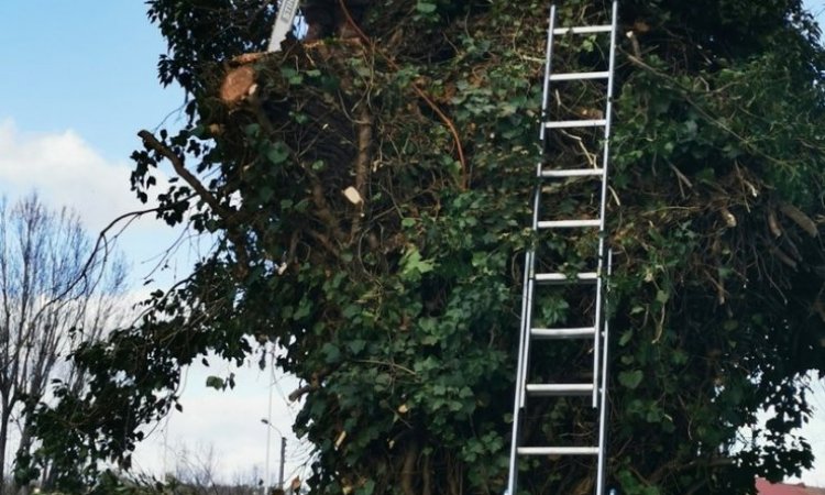 Élagage d'arbre Ambérieu-en-Bugey